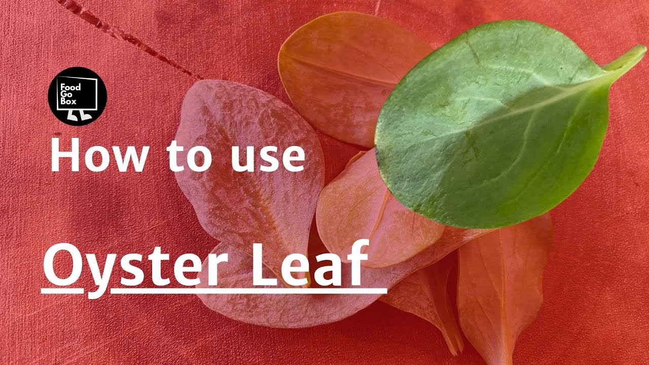 How to: use Oyster Leaf? 生蠔葉