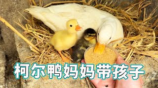 【柯尔鸭养娃合集】最近孵出的小柯尔鸭真不少，都丑萌丑萌的，忙坏鸭妈妈了【天下一场梦】