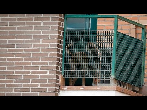 Video: Pet Scoop: Madrides plāns Ebolas pacienta suņa iznīcināšanai