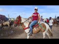 FEIRA DE CAVALOS DE CARUARU PE TERÇA FEIRA 06/04/2021