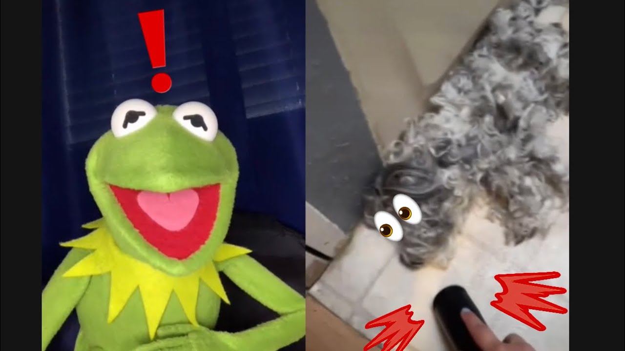 Kermit witnesses a dog vs vacuum (Tiktok ) YouTube