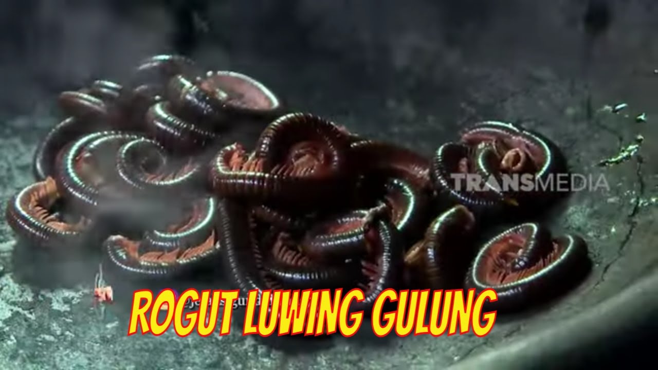 ROGUT LUWING GULUNG | JEJAK SI GUNDUL (15/04/21)