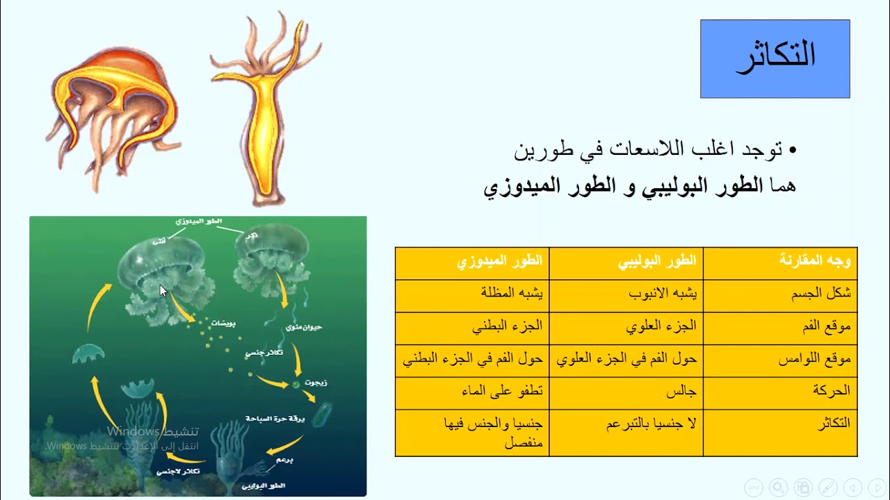 البوليبي خصائص من الطور والميدوزي الطور البوليبى