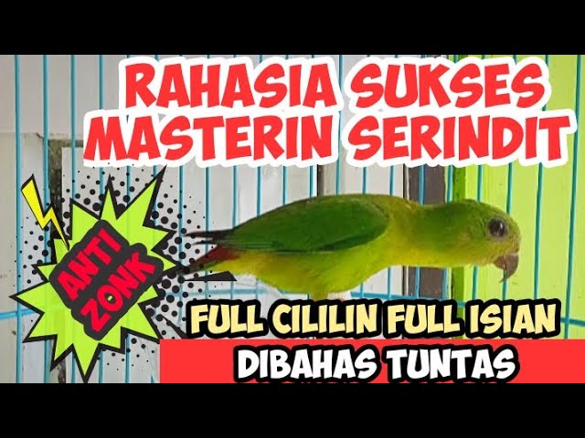 TUNGGU APA LAGI ‼️RAHASIA JITU MEMASTER BURUNG SERINDIT AGAR FULL ISIAN NEMBAK PANJANG class=