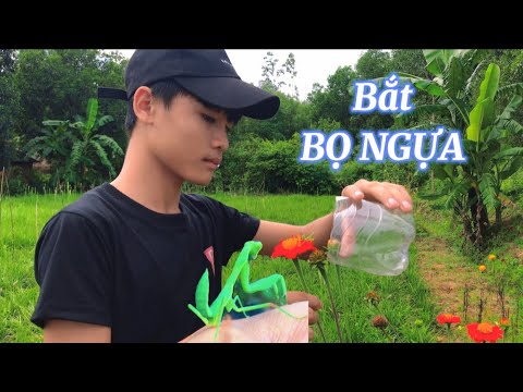 Video Săn BỌ NGỰA trong tự nhiên về nuôi, bắt được hai con... - youtube