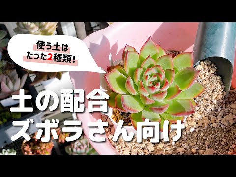 Succulents] Only two types of soil are needed! Easy and cute soil
