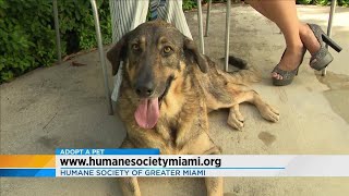 Adopt a Pet: August 8