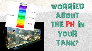 Mastering Aquarium Ph Easy Tips For Healthy Fish