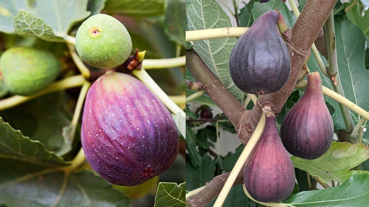 طريقة عبقرية تجعل شجرة التين تثمر 10 اضعاف لو كانت ما بتثمر شوف الفيديو حتى تثمر بغزارة