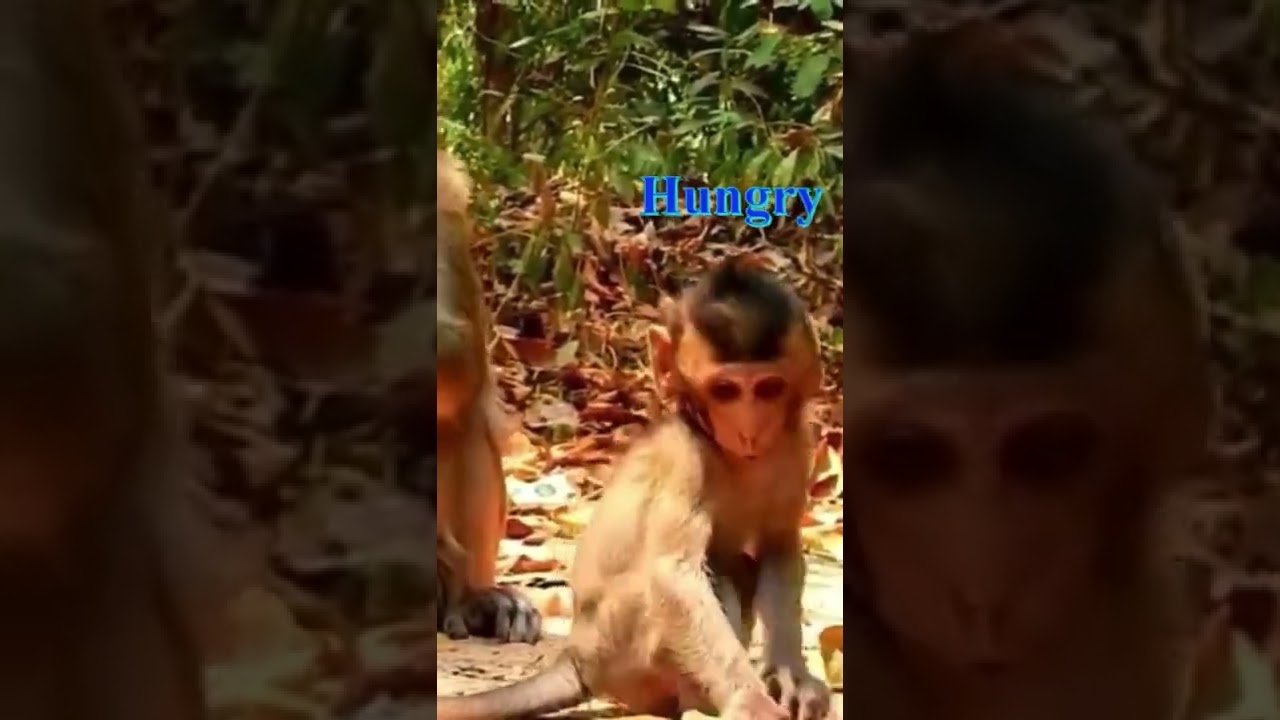 Hungry Monkey -Alba.