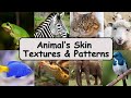 Animal skin textures and patterns  know about animals  educationals  kidskonnect 