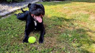 Summer chill 🌞| Odin the Staffordshire bull terrier by Odin the Staffordshire Bull terrier 1,713 views 2 years ago 45 seconds