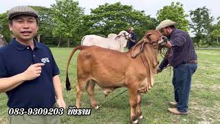 #ขายวัวบราห์มันแดง ตัวผู้ อนาคตพ่อพันธุ์หล่อๆ วันนี้ MTBจัดโปรดพิเศษ รีบดูรีบจอง