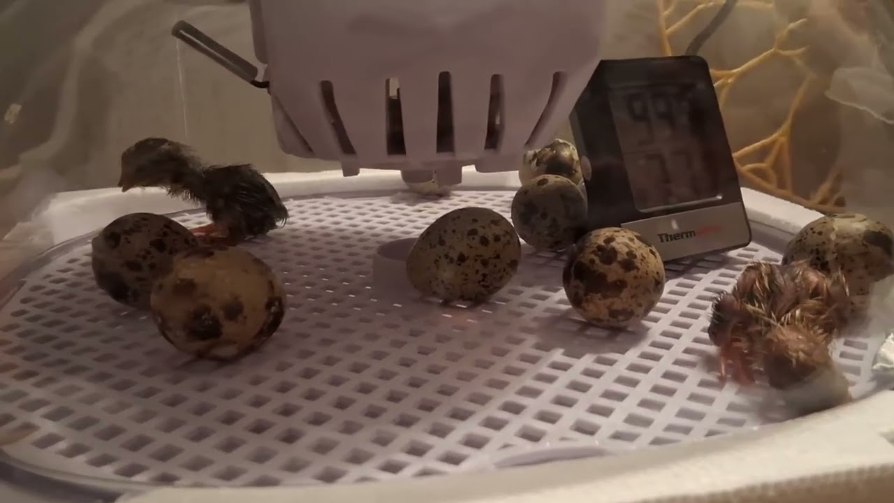 Это наш первый опыт. Успешно.