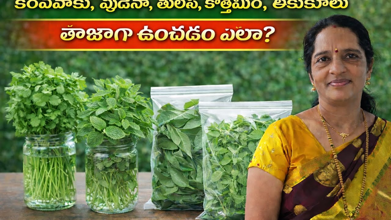 #చెట్టు మీద లా యనిటైమ్ కర్వేపాకు,కొత్తిమీర,పొదిన,తులసి,మెంతి,ఆకుకూరలు,ఇలాపెట్టుకోండి.తాజాగా ఉంటాయి #