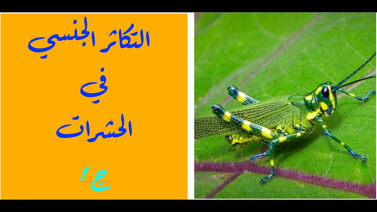 التكاثر الجنسي في الحشرات ج1| الأحياء | حصص الشهادة السودانية