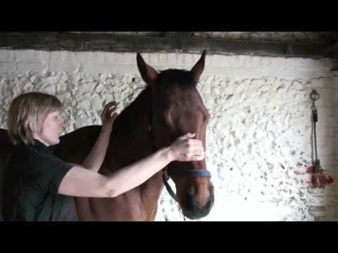 Claire Short's Equine Osteopathy