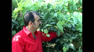 Azi̇z Karakaş Usmani̇ Hace