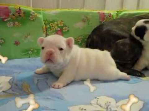 новорожденный щенок бульдога