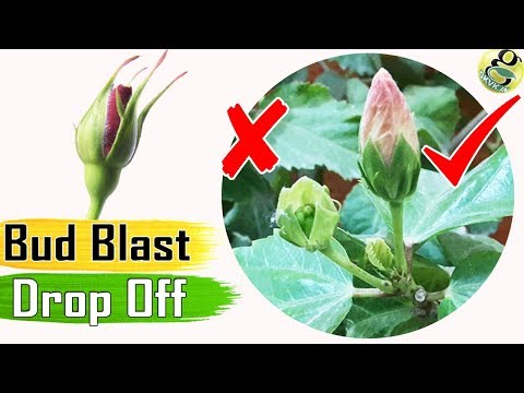 Video: Bud Blast Care - Ce cauzează explozia de muguri în flori