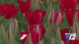 Wicked Tulips opens for season