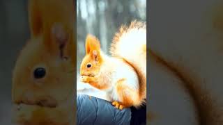 Squirrel : This Is So Cute