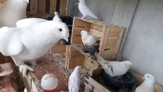 GÜVERCİNLER HAKKINDA