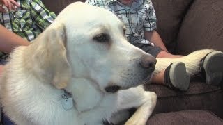 Prosecutor Dog Newschannel 5 at 6