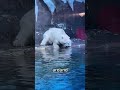 You Won’t Believe How Big Polar Bears Really Get #animals #polarbear #cute