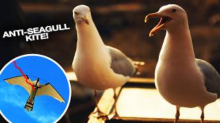 Nobody Comes In Between Me & My Pet Seagull!