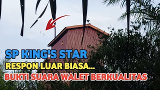 Suara walet King's Star | Suara walet terbaik berkualitas