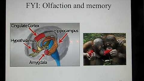 ACC Biol2401 API Sensory4 Chemical senses Online Lecture