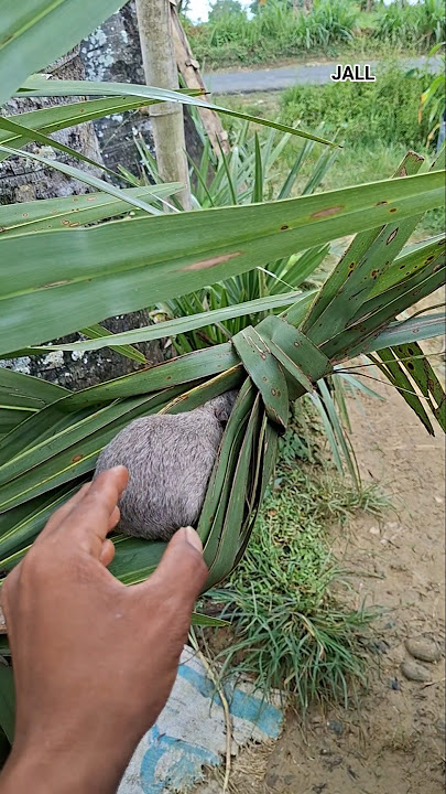 hewan ngumpet di daun #shortvideo