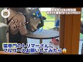 【老野良猫保護】初めて猫専門トリミングサロンでシャンプーフルコースをお願いしてみたら!?