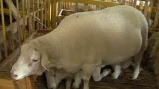 Ташлинская порода овец на Всероссийской выставке овец г Элиста
