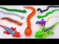 TOY ASMR | ZURU ROBO ALIVE Unboxing: Robo Chalemon , Huge SPIDER Playset ASMR 🐍 Review Toys