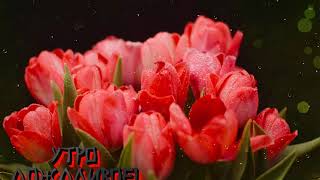 Футаж🌧️Утро Дождливое!💐Утро Тюльпанное!🌷 Morning Tulip💐