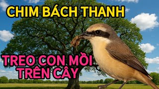 Khám Phá Chim Bách Thanh – Tập Tính Kỳ Lạ Khi Treo Con Mồi Trên Cành Cây