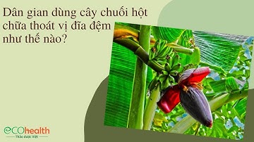 Dân gian dùng cây chuối hột chữa thoát vị đĩa đệm như thế nào?
