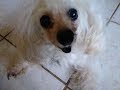 Attack Of The Killer Poodle!