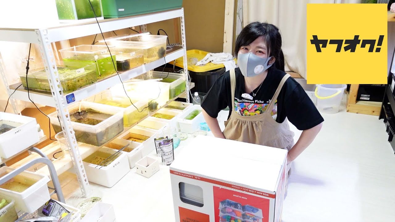 ヤフオクでメダカの卵を5種類購入して2カ月たちました｜アクアリウム