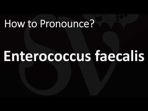 How to Pronounce Enterococcus faecalis? (CORRECTLY)