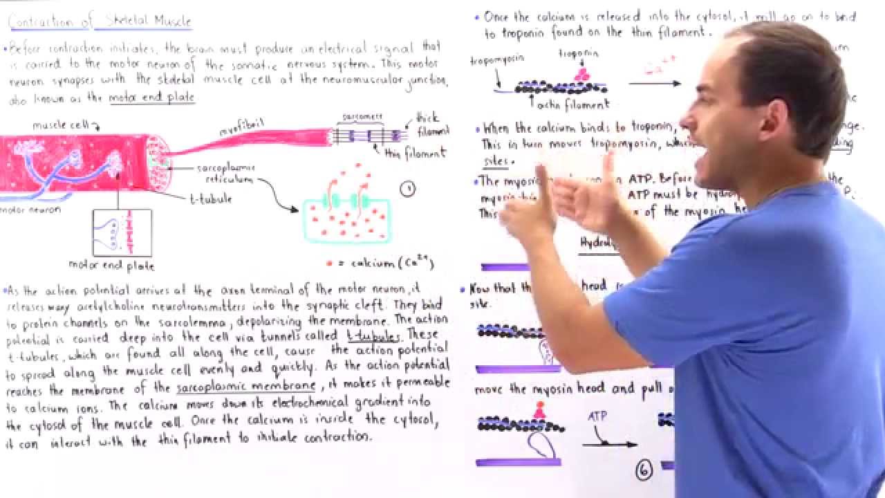 Contraction of Skeletal Muscle