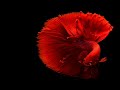 Top 10 Most Beautiful Fishes in the World 2020| BEAUTY OF NATURE | 4K