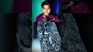 Why Owls Twist Their Necks Backwards #shorts #sciencefacts