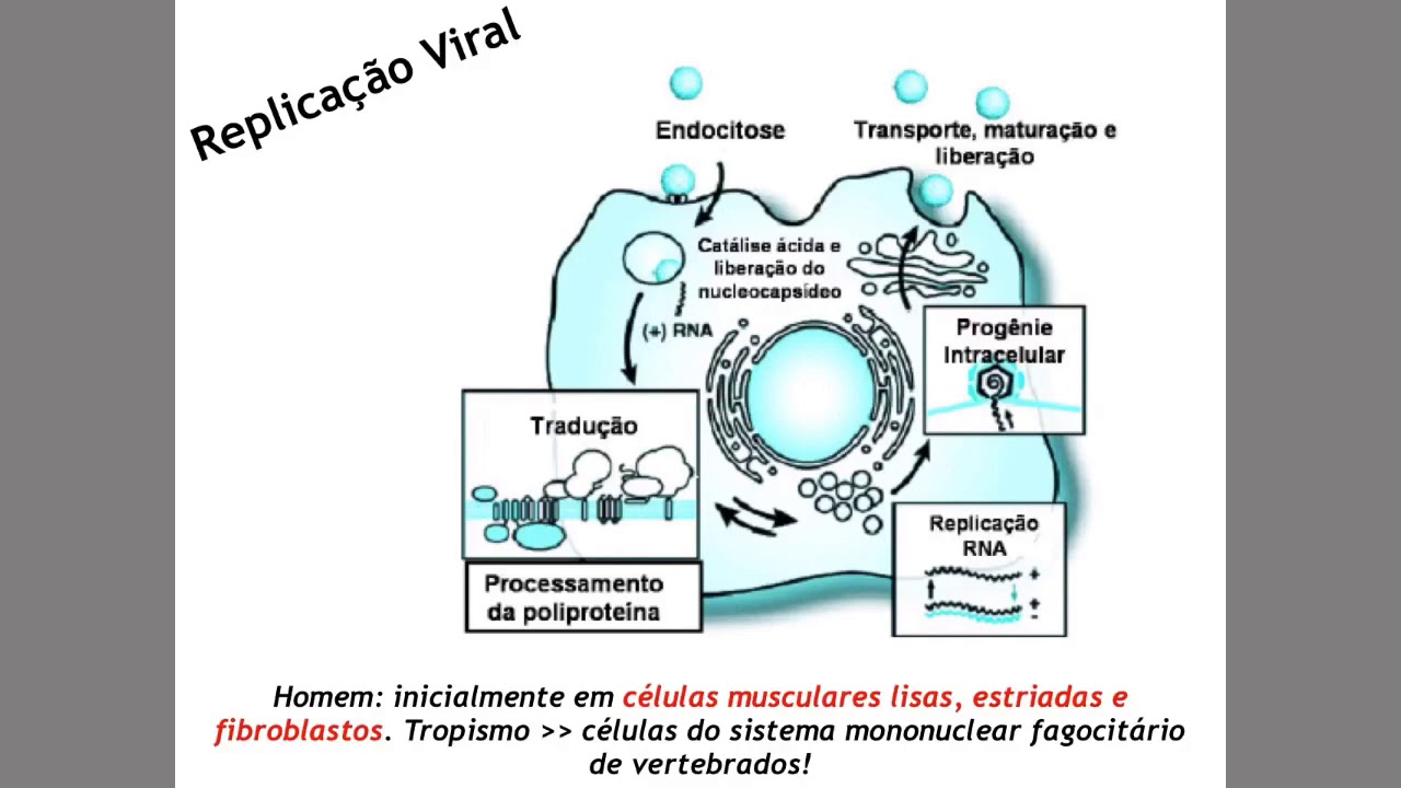 Video 04 Replicacao Do Virus Da Dengue Youtube