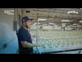 Inside Originals Cannabis: Grow Facility Tour & Cultivation Breakdown | Elevated Grow Tours Ep. 3