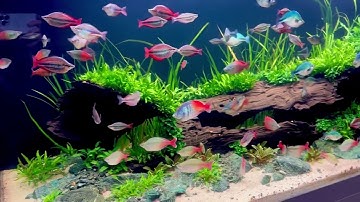 Cá Cầu Vồng GOYDER sáng ra yêu quá ạ - Long Lynk