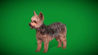 Yorkshire Terrier Dog Breed by Nyilonelycompany 50 views 1 month ago 40 seconds