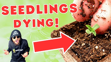 The WORST MISTAKE you can make...Deadly Damping Off!